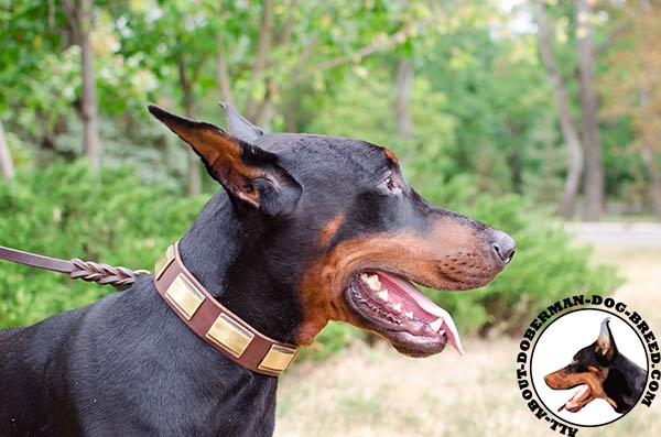 Wide leather Doberman collar with brass plates
