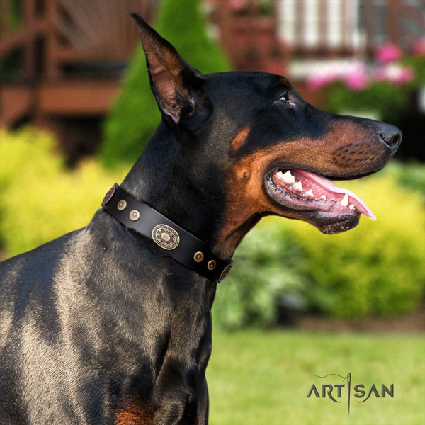 Doberman full grain natural leather dog collar with studs for your impressive dog