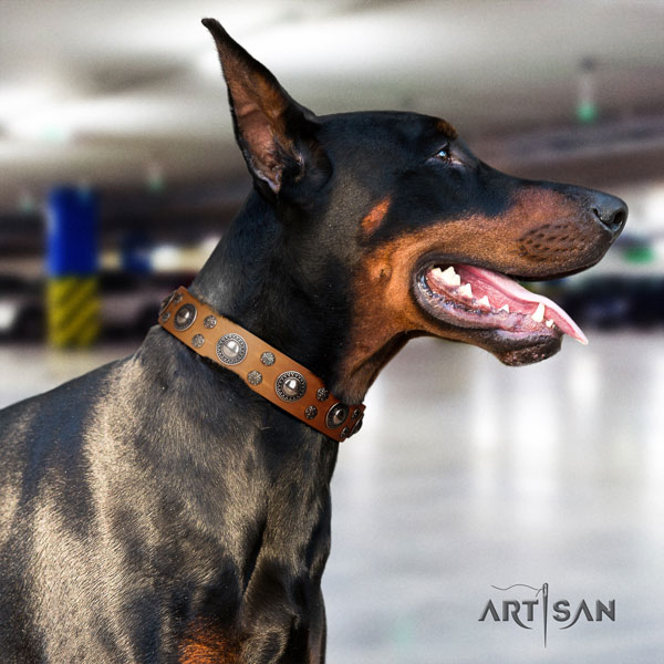 Doberman genuine leather dog collar with studs for your stylish doggie