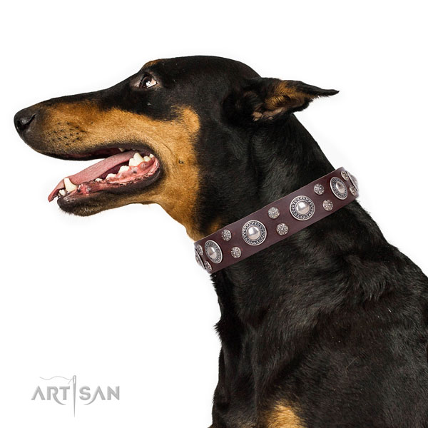 Doberman adorned full grain genuine leather dog collar for walking