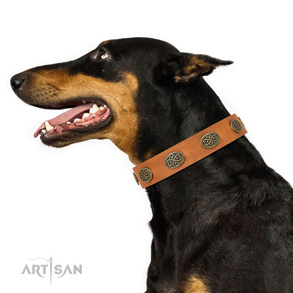 Doberman exquisite full grain natural leather dog collar for everyday use