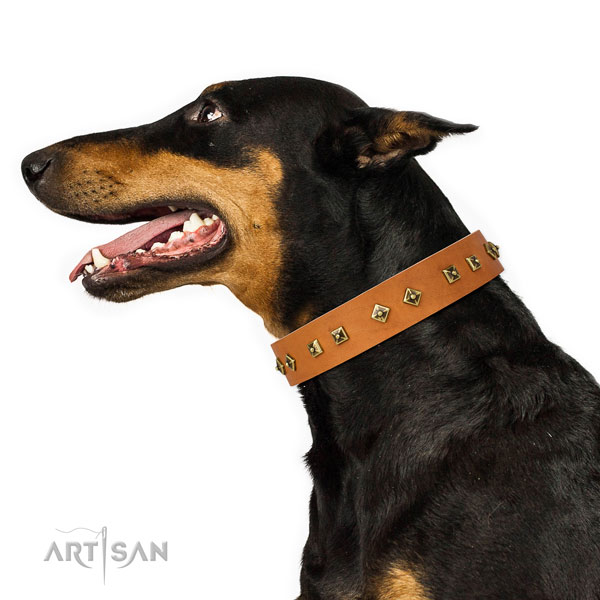 Doberman fashionable full grain natural leather dog collar for easy wearing