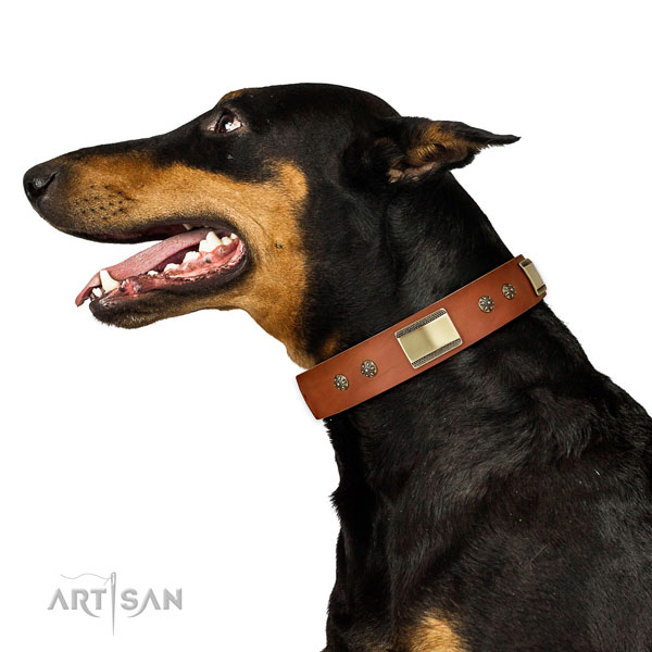 Doberman extraordinary full grain genuine leather dog collar for walking