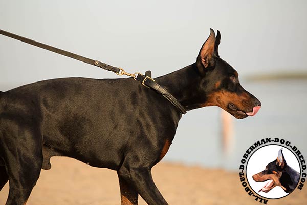 Doberman leather collar of genuine materials with brass plated fittings for daily walks
