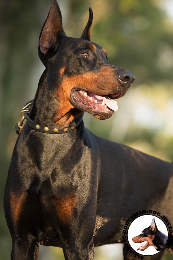 Doberman leather collar of classic design decorated with studs for quality control