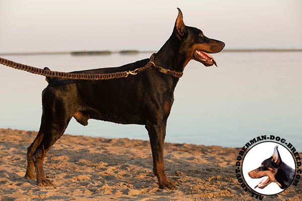Doberman leather collar of braided design with quick release buckle for basic training