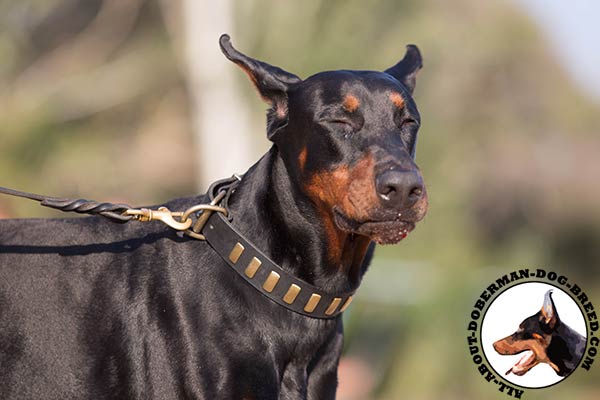 Doberman leather collar with rust-proof fittings for quality control
