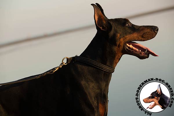 Doberman black leather collar with rustless fittings for walking in style