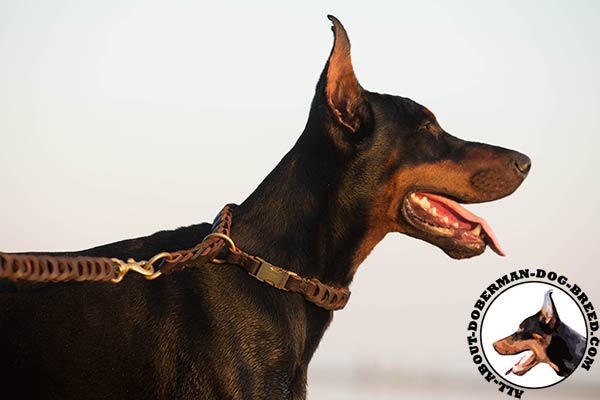 Doberman leather collar of genuine materials with brass plated hardware for walking in style