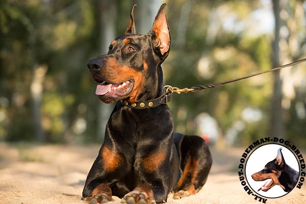 Doberman leather collar with strong hardware for quality control