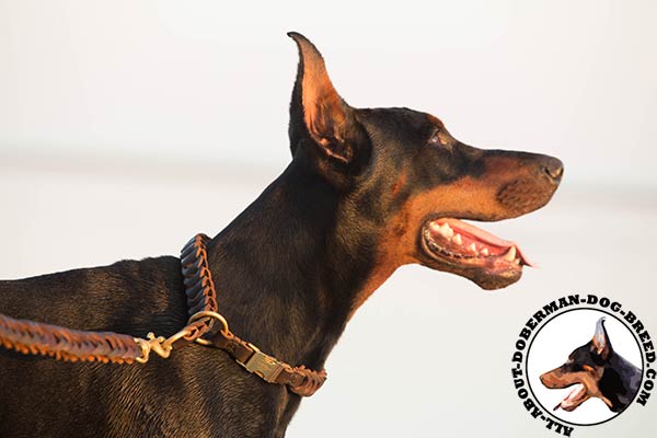 Doberman brown leather collar of lightweight material with quick release buckle for daily activity