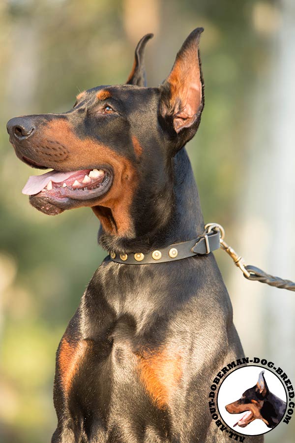 Doberman black leather collar of classy design with studs for any activity