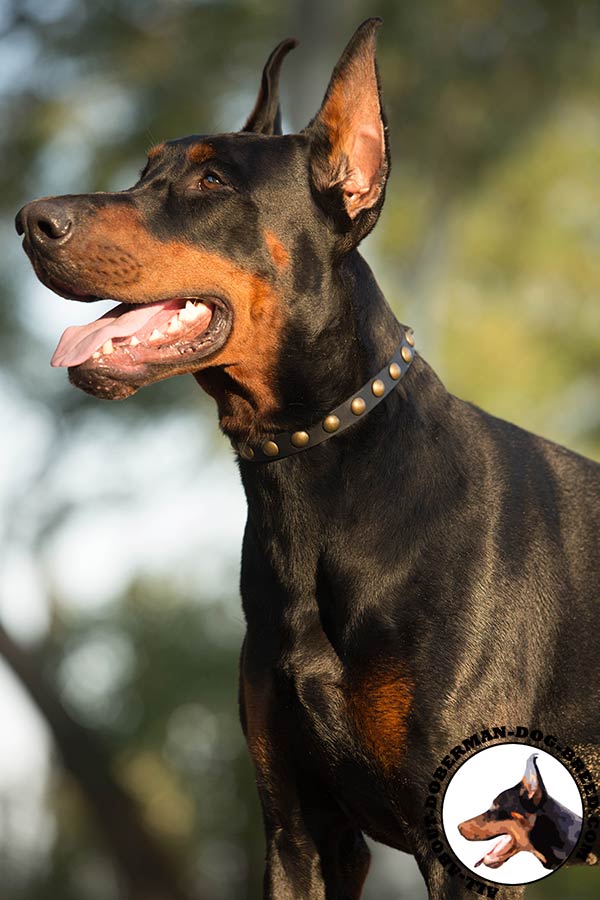 Doberman leather collar of high quality with traditional buckle for stylish walks