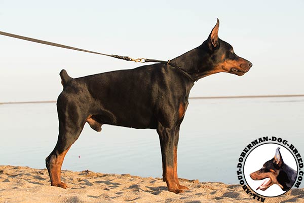 Doberman black leather collar with durable fittings for walking