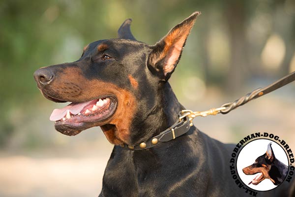 Doberman black leather collar with rustless fittings for any activity