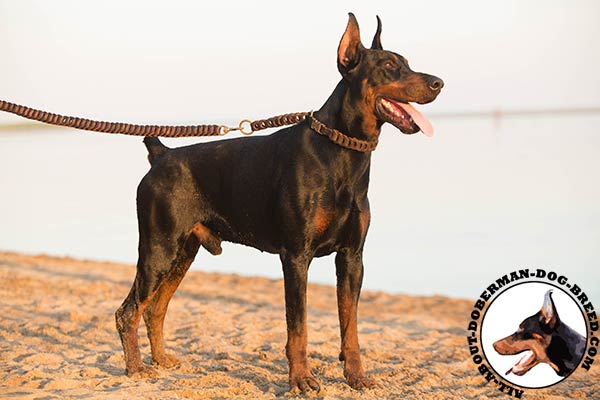 Doberman brown leather collar of lightweight material with quick release buckle for walking
