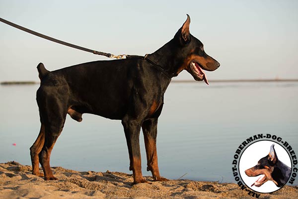 Doberman leather collar with strong hardware for any activity