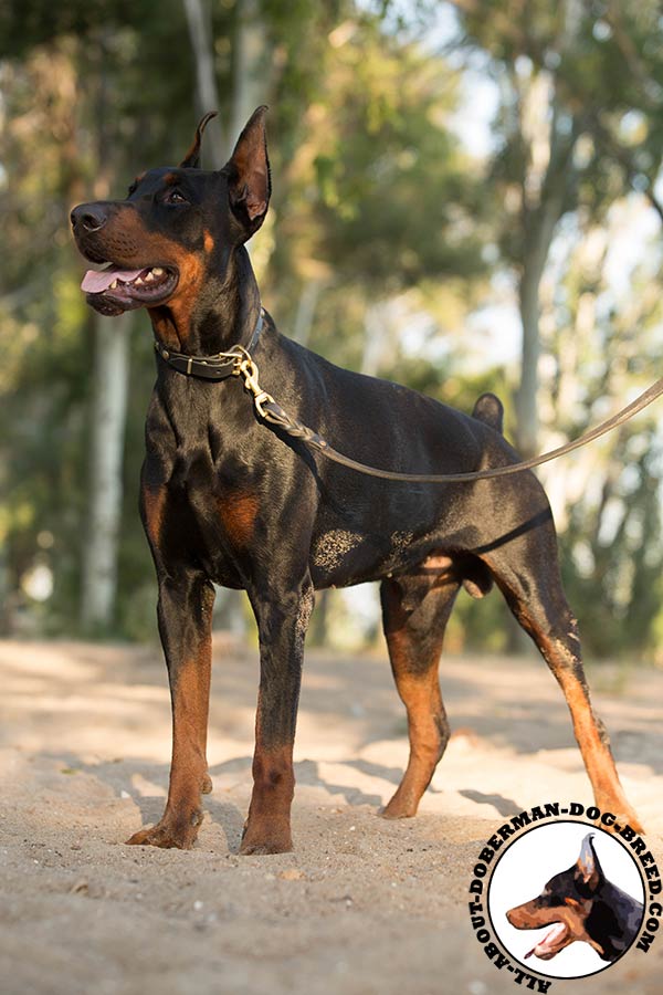 Doberman leather collar with duly riveted studs for quality control