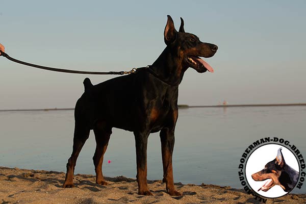 Doberman leather collar of lightweight material with brass plated hardware for daily walks