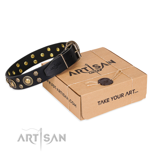 Everyday leather dog collar with sensational studs