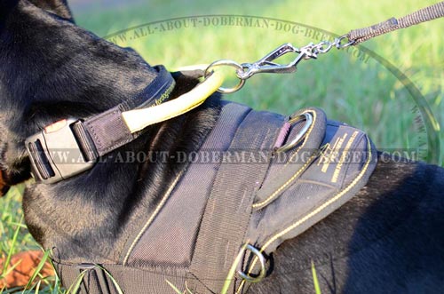 Quick release buckle for your Doberman