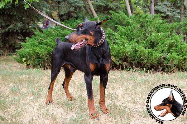 Luxury Doberman leather collar for training and walking