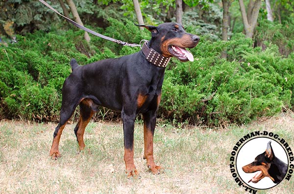 Superb decorated leather collar for Doberman