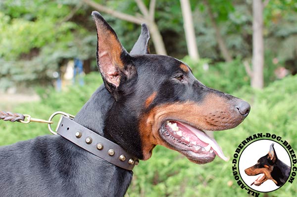 Durable leather collar with decorations for Doberman