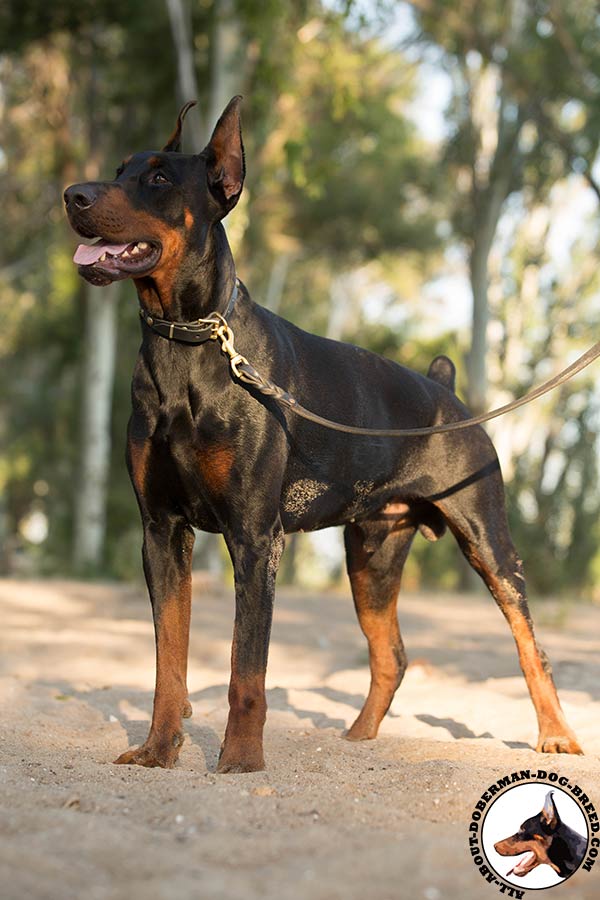 Reliable leather Doberman collar with circles