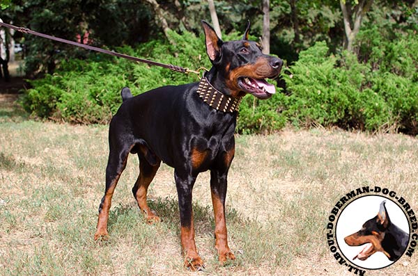 Stunning leather collar with brass spikes for Doberman