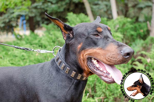 Attractive Doberman collar for training and walking