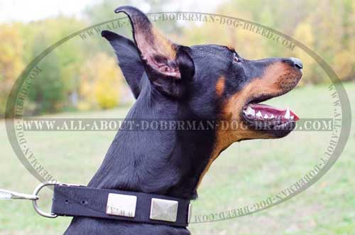 D-ring for leash attachment for Doberman collar