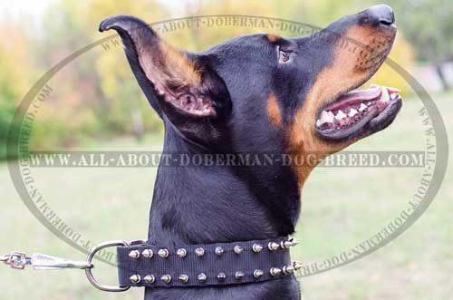 Nylon Doberman collar with two rows of spikes