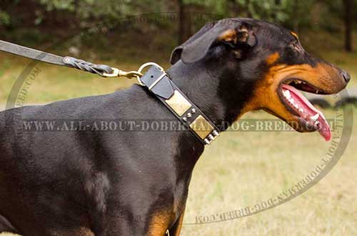 Corrosion and rust resistant fittings for Doberman collar
