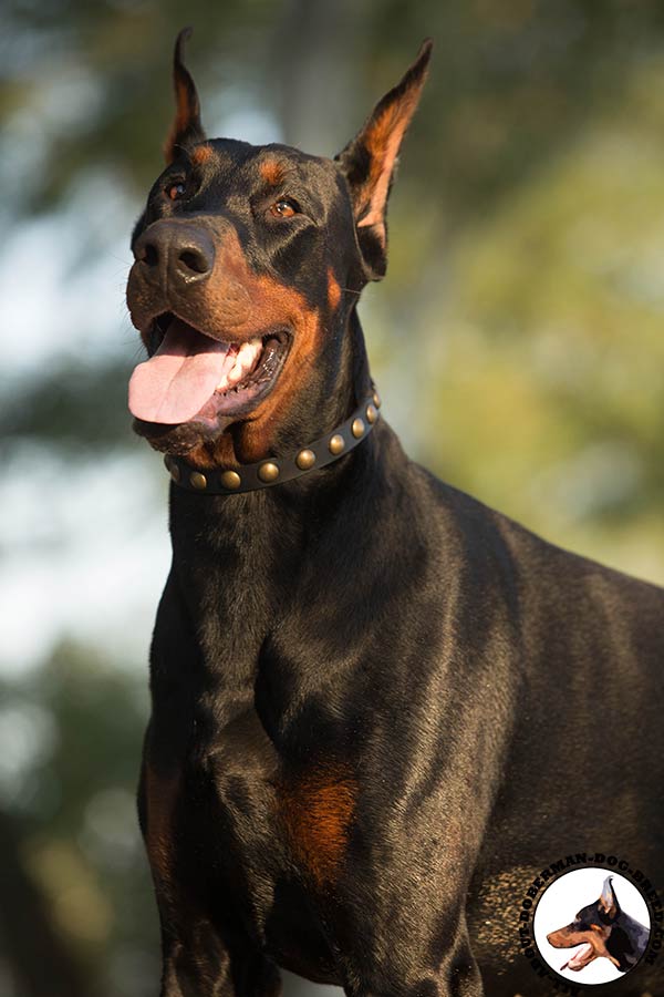 Super strong and soft leather Doberman collar