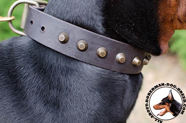 Decorated leather Doberman collar for everyday walking