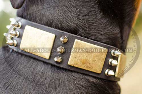 Brass massive plates and spikes for Doberman collar