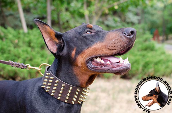 Leather Doberman collar with spikes for walking