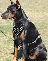 Spiked Dog Harness