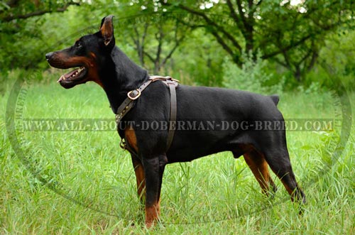 Extra comfort leather harness for Doberman
