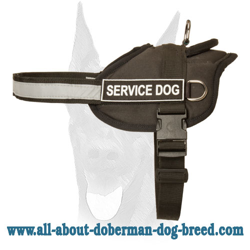 Comfortable and safe Doberman harness