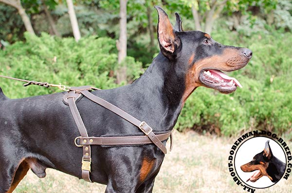 Pulling and tracking leather Doberman harness
