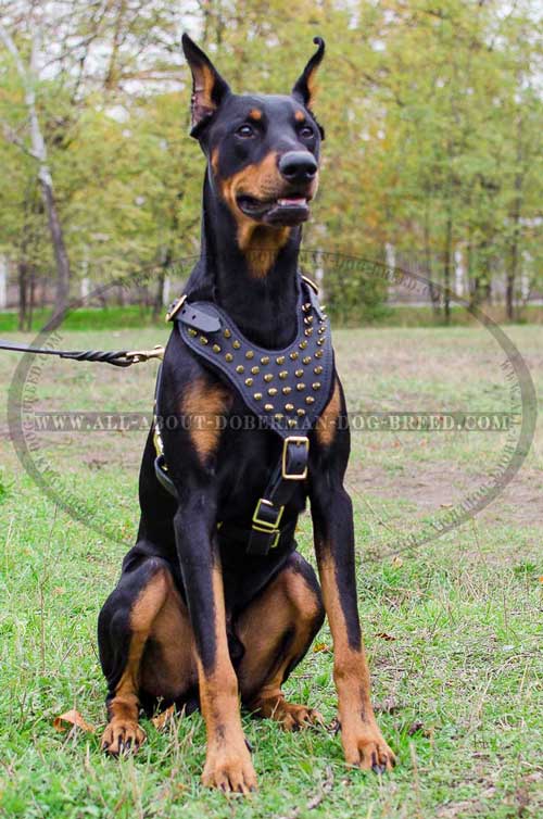 Easy adjustable leather harness for perfect fit
