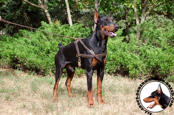 Practical Doberman harness for training, tracking and pulling