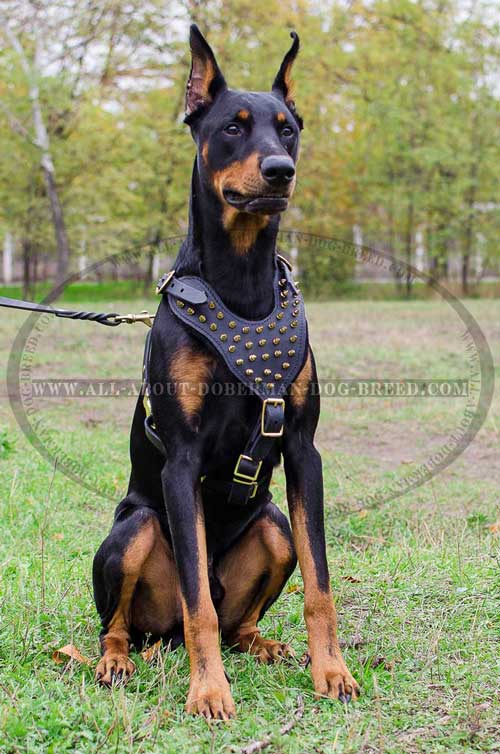 Leather Doberman harness with soft padded chest plate