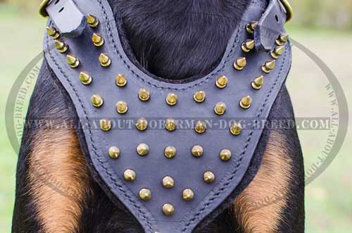 Strong leather Doberman harness