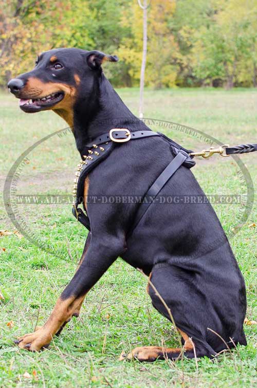 Adjustable leather straps for extra comfort of your Doberman