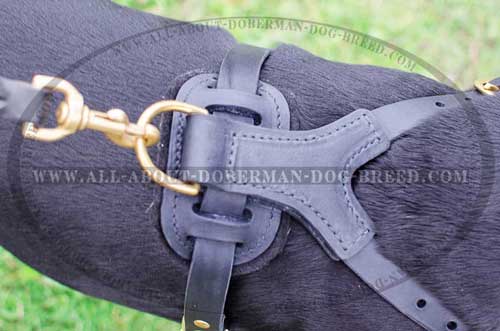 Leather Doberman harness with padded back plate