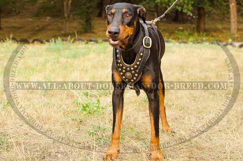 Luxury brass medallion and studs for leather harness 