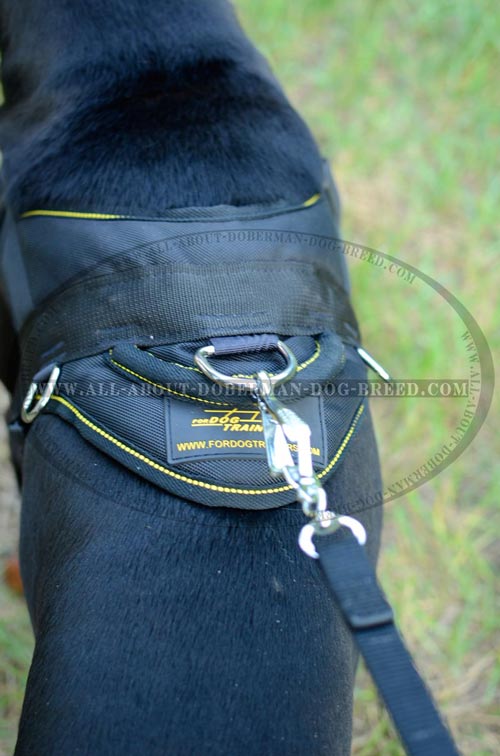 Exclusive Doberman harness with a handle